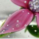 Przycisk do papieru kwiat millefiori bullicante